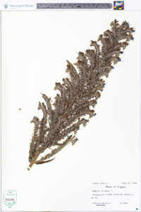 Echium vulgare image