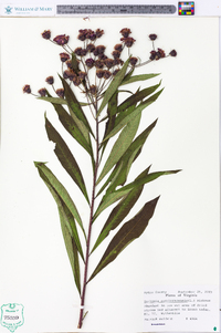 Vernonia noveboracensis image