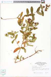 Hypericum virginicum image