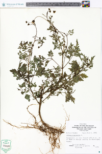 Bidens bipinnata image