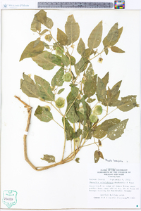 Physalis longifolia image