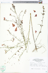 Agalinis purpurea image