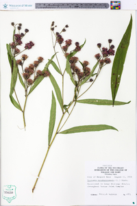 Vernonia noveboracensis image