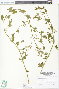 Atriplex prostrata image