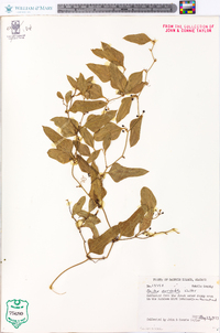 Smilax auriculata image