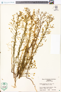 Conyza canadensis var. pusilla image