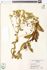 Eupatorium album image