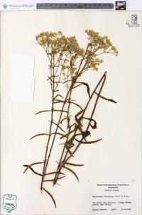 Eupatorium leucolepis image