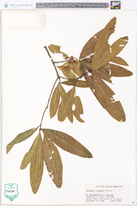 Quercus rudkinii image