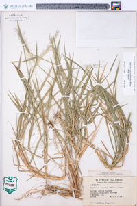 Digitaria cognata image