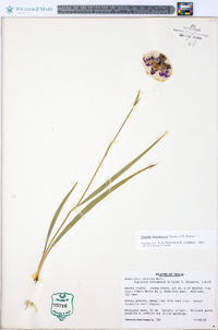 Alophia drummondii image