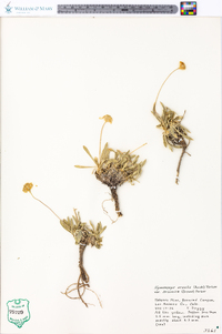 Tetraneuris acaulis var. arizonica image