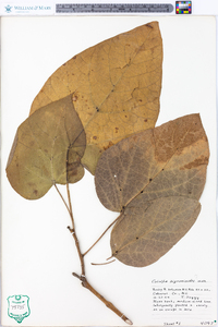 Catalpa bignonioides image