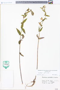 Scutellaria galericulata image