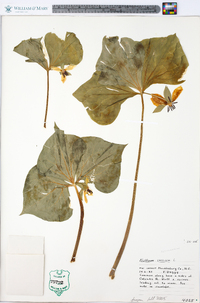 Trillium cernuum image