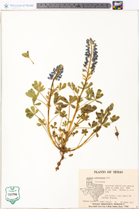 Lupinus subcarnosus image