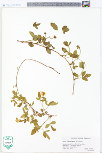 Rubus flagellaris image