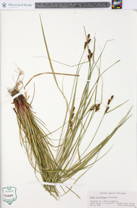 Carex caroliniana image