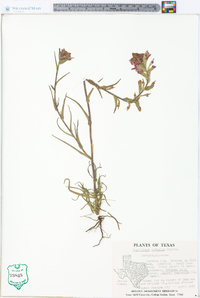 Castilleja indivisa image