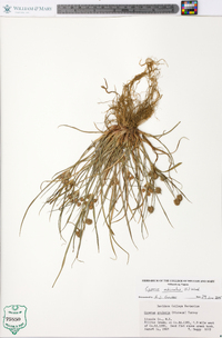 Cyperus echinatus image