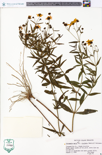 Coreopsis major image