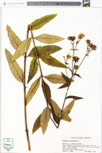 Silphium asteriscus image