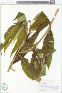 Image Associated With the Occurence