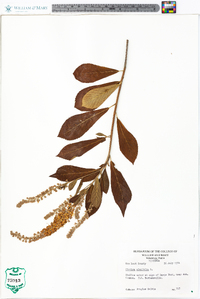 Clethra alnifolia image