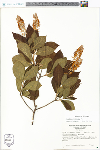 Clethra alnifolia image