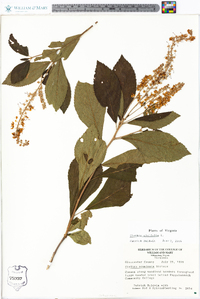 Clethra alnifolia image