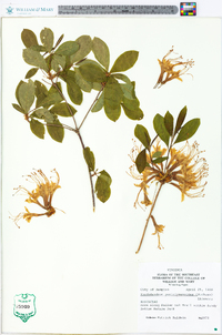 Rhododendron periclymenoides image