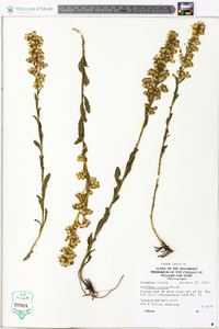 Solidago erecta image