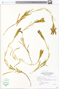 Gentiana autumnalis image