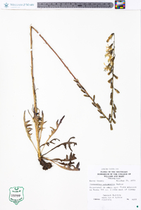 Nabalus autumnalis image