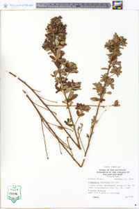 Lespedeza capitata image