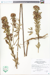 Lespedeza capitata image