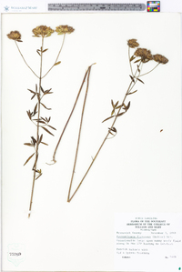 Pycnanthemum flexuosum image