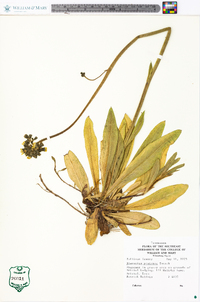 Hieracium caespitosum image