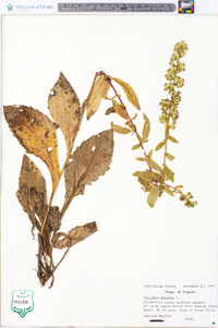 Solidago bicolor image