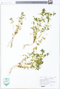 Lysimachia arvensis image