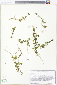 Chrysosplenium americanum image