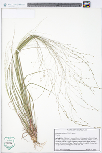 Eragrostis refracta image