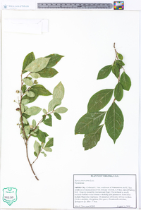 Styrax americanus image