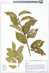 Prunus nigra image