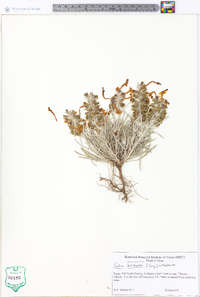 Salvia dolichantha image