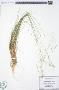 Deschampsia flexuosa image