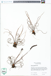 Drosera filiformis image