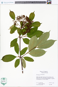 Viburnum cassinoides image