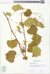 Vitis rupestris image