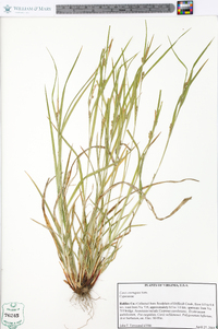 Carex corrugata image